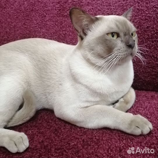 Бурманский котик