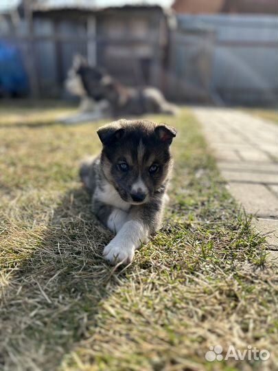 Щенки в добрые руки