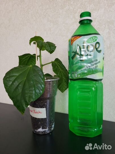Сортовые гибискусы