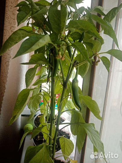 Перец острый свежий