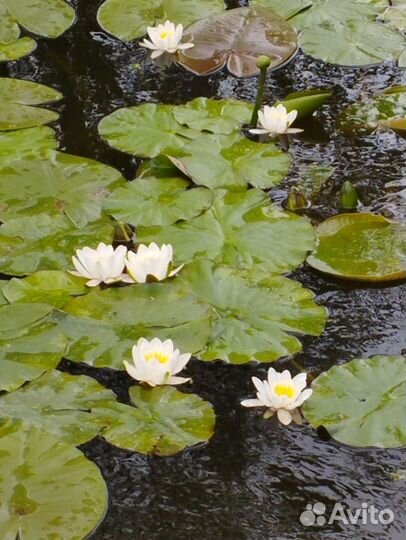 Водные лилии Нимфеи