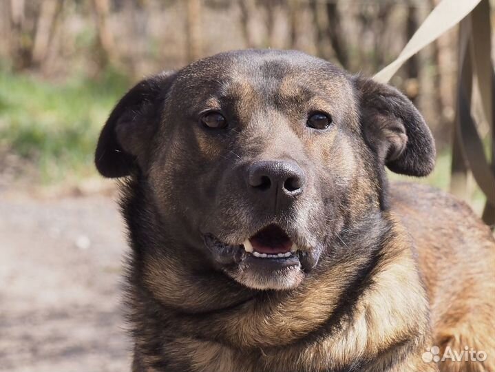 Собака Жора