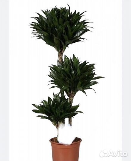 Драцена компакта