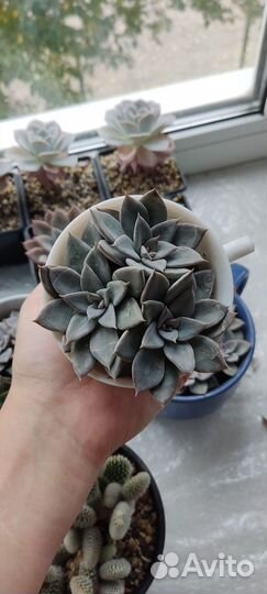 Суккуленты Эхеверия Эчеверия Космо