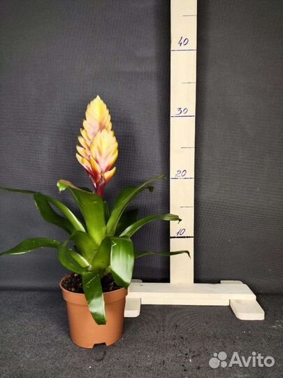 Вризиа Дорадо и Аспарагус Спренгери