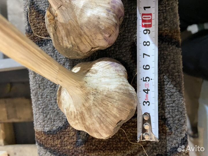 Сортовой чеснок