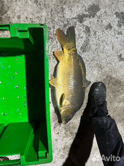 Живая рыба оптом карп