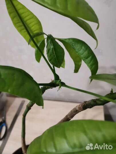 Пахира акватика