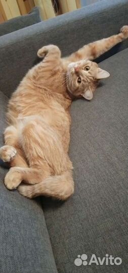 Лучший котик