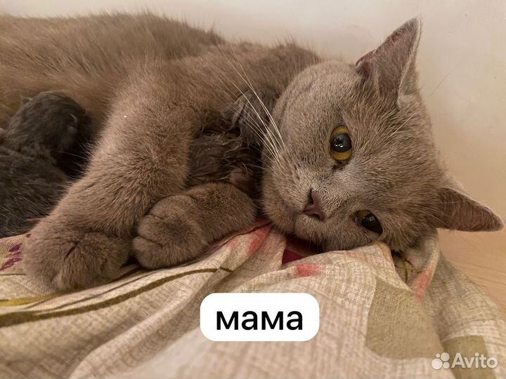 Британские короткошерстные котята (девочка)