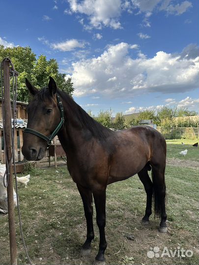 Карачаевский жеребец