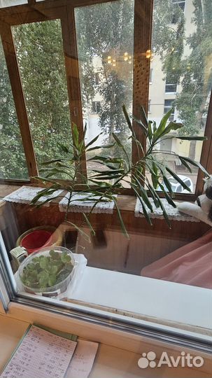 Комнатные цветы пальма