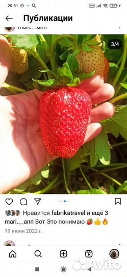 Рассада клубники