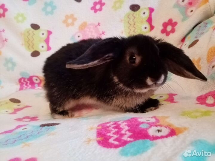 Вислоухий баран кролик девочка 3 мес
