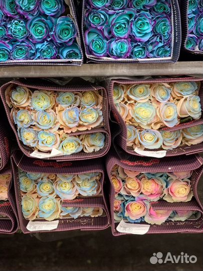 Розы уникальные