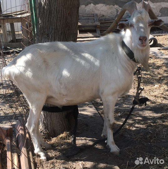 Козел на племя