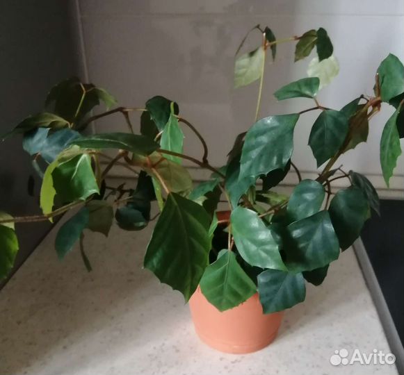 Циссус ромбовидный, берёзка, комнатное растение