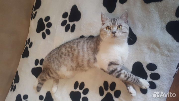 Шотландский кот вязка