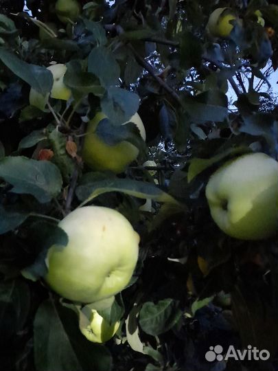 Яблоки домашние