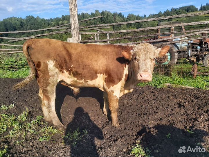 Бык и Корова и теленок