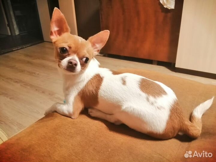 Случка, вязка чихуахуа