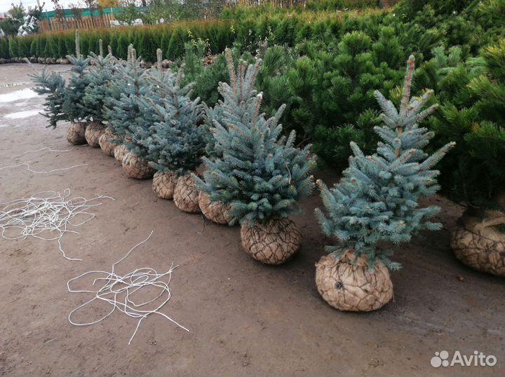 Ель голубая
