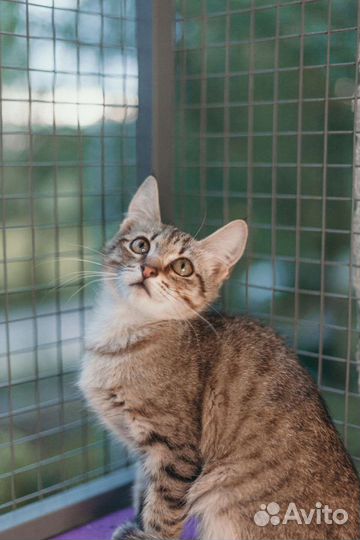 Котик в добрые руки