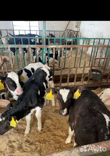 Телята бычки