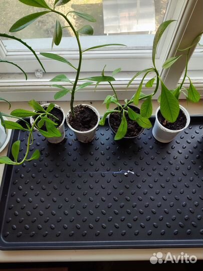 Синадениум Гранта