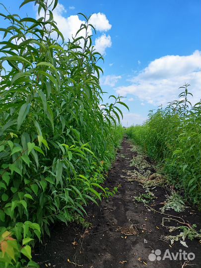 Саженцы плодовых деревьев опт