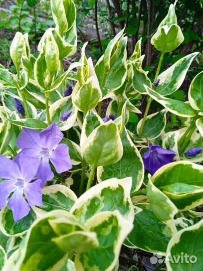 Растения для сада