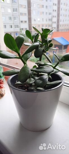 Толстянка (денежное дерево)