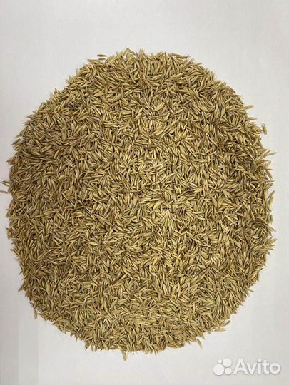 Семена - Ежа Сборная