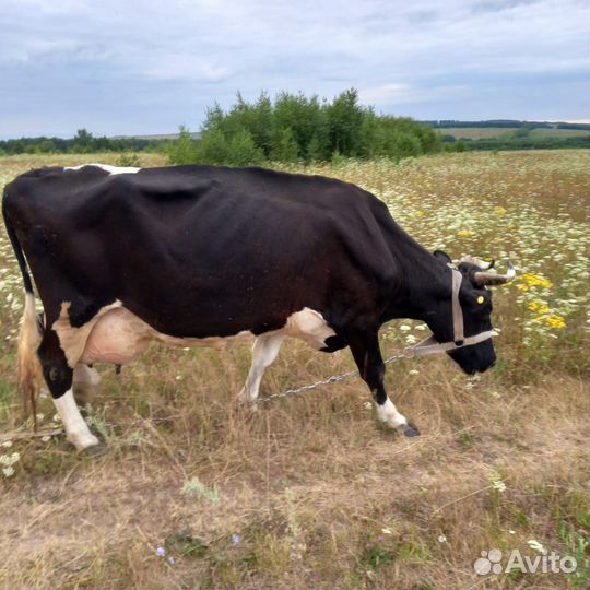 Корова дойная