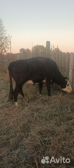 Корова дойная. Можно на молоко можно на мясо