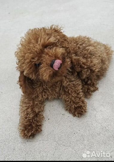 Щенки той пуделя девочка