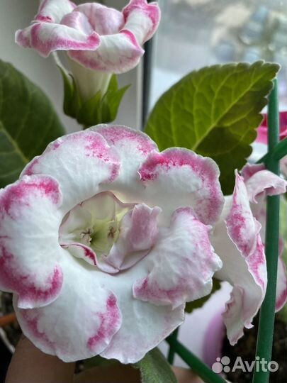 Детки Сортовых глоксиний