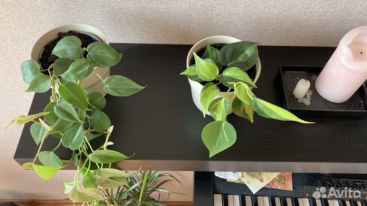 Филодендроны