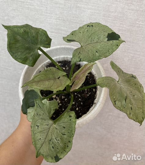 Сингониумы Сортовые Серый Призрак, Орм Нак, Т-24