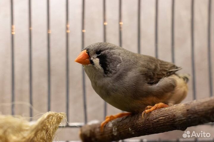 Зебровые амадины