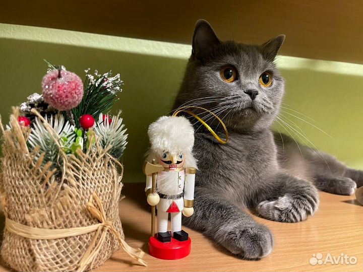 Британская кошка бесплатно