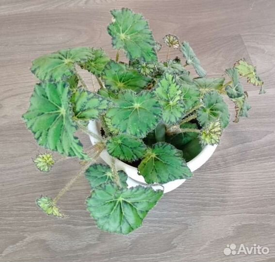 Растения для дома и офиса