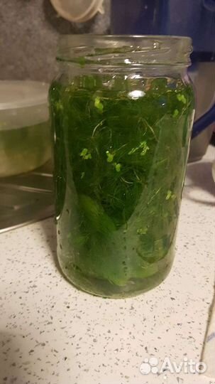 Аквариумное растение