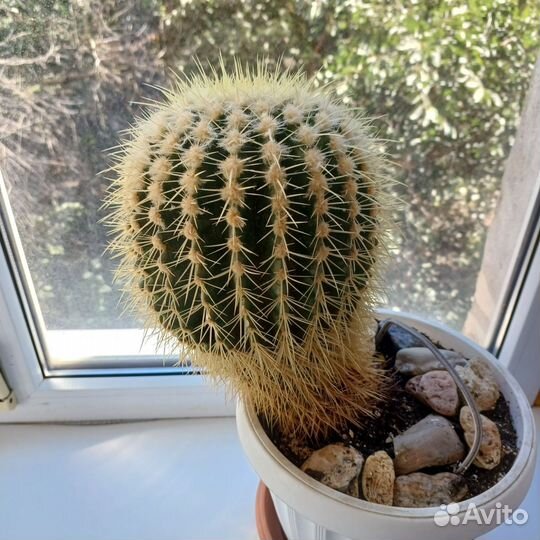 Большой кактус