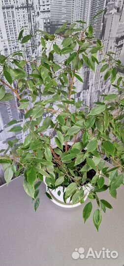 Фикус бенджамина