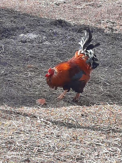 Петухи домашние