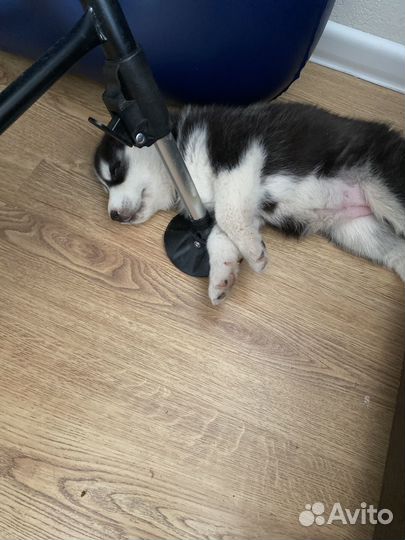 Щенки сибирской хаски девочка
