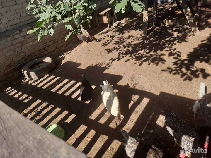 Куры молодки и петух