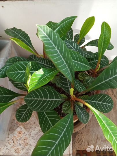 Молочай гребенчатый