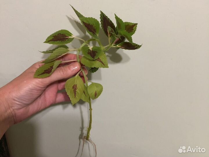 Колеус, юкка, горшки цветочные